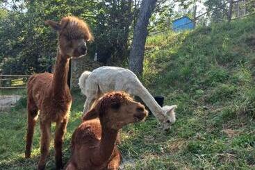 B&b La Casa Dei Cuori