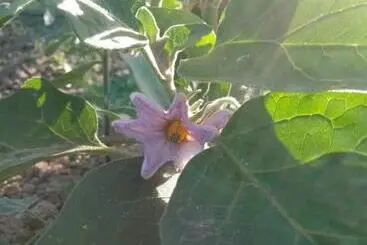 B&b La Vecchia Quercia Home Restaurant