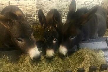 مبيت وإفطار Puffin Cottage