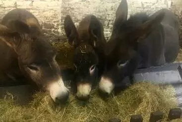 Aamiaismajoitus (B&B) Puffin Cottage