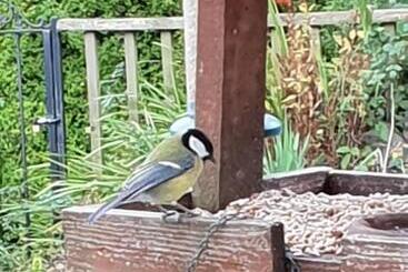 Aamiaismajoitus (B&B) The Millers Cottage