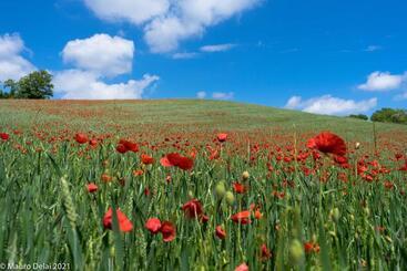 B&b Corte Delle Rose