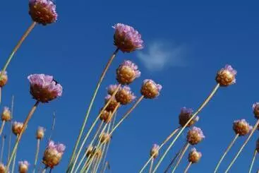 Majatalo Blue Guide Milfontes