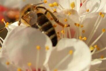 Hotel Farmstay Kmetija štekar
