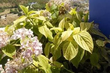 ホテル Hôtel Koutoubia