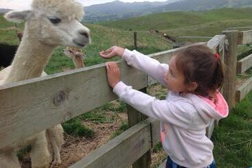 בית מלון כפרי Waihi Gold Alpacas 1 Or 2 People