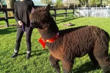 ホテル Waihi Gold Alpacas 1 Or 2 People
