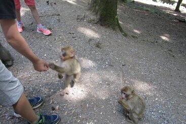 Land Gut Hotel Zur Burg Nürburg