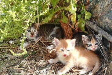 호텔 Agriturismo Acampora