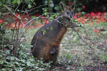 קוטג'' Woodlands Rainforest Retreat