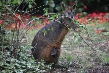 Vakantiehuisje Woodlands Rainforest Retreat