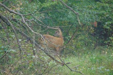 בית מלון כפרי Restaurant Molitor
