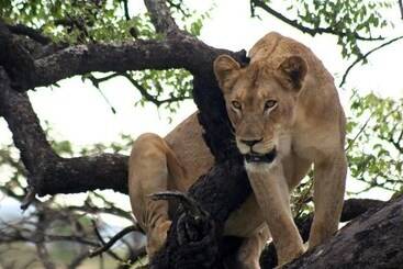 בית מלון כפרי Rhino River Lodge