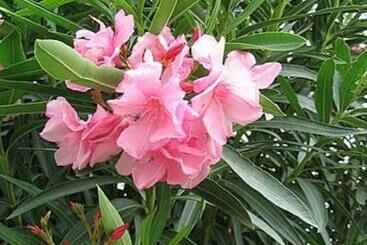 پانسیون Cazare Vila Anna