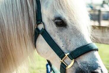 Bed and Breakfast Macdonald S Farm