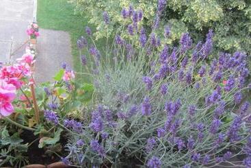 펜션 Appartement Am Strand