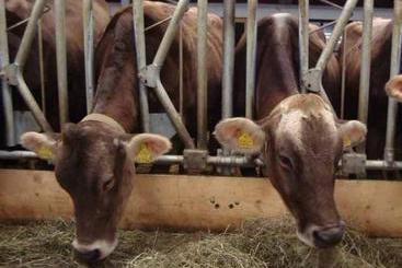 Сельский дом Bauernhof Oberhauser Maria U. Markus