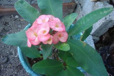 هاستل Posada Sunshine Paradise