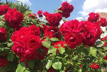 Пансион Gurudeva Bhavan