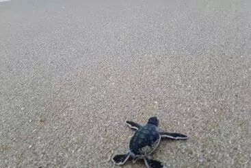 ベッドアンドブレックファースト Green Turtle