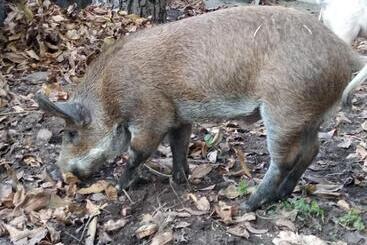 Buehlerhof Agriturismo, Obst &weingut, Urlaub Mit Hund, Pferde, Bauernhof, Brixen