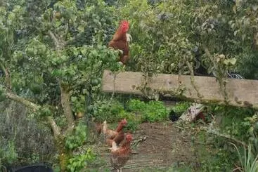 Aamiaismajoitus (B&B) Bienvenue Chez Joëlle Et André Au 207