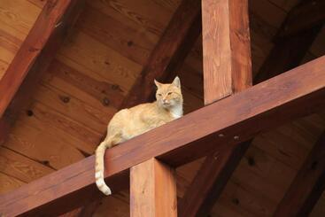 Agroturystyka żuławiaczek