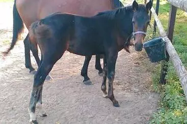 B&b Haras De La Cour Fleury