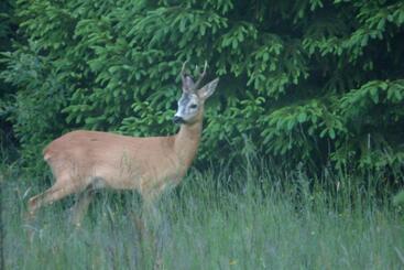 Pensione Penzion Zdiaran   Milan Tomaskovic