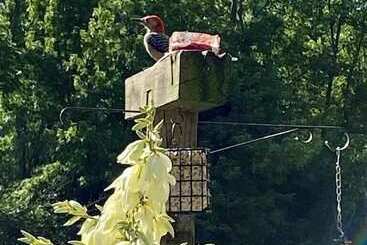 ベッドアンドブレックファースト The Sanctuary On Huron River