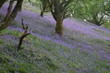 レジデンス Tranquil 3 Bed Cottage Near Lake Vyrnwy