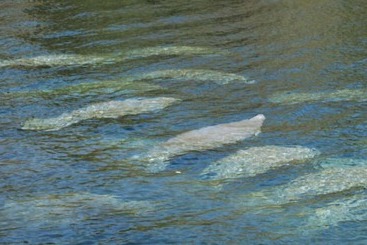 住所  Alling House