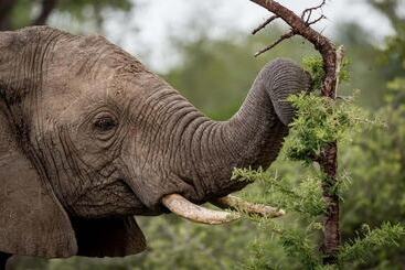 Отель Safari Moon Luxury Bush Lodge