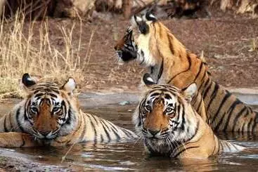 Hotel Blusalz Escapade Lansdowne