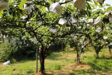 Suncheon House Pension Pear Breakfast