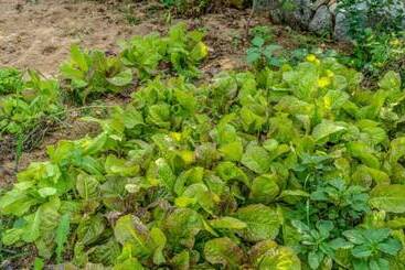 Hwacheon Flower Pension