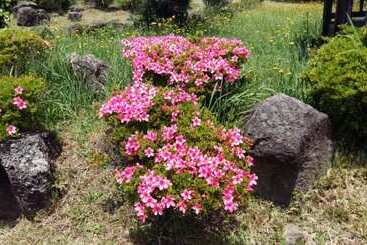 Seoguipo Seongsan Island Pension