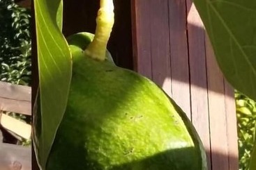 ペンション Sakin Vadi Winehouse