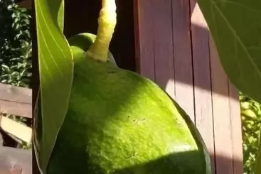 Majatalo Sakin Vadi Winehouse