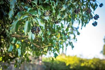Locanda Casona Alemana