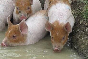 The Ginger Cat Bed & Breakfast