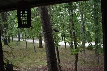 Mökkimajoitus Bear Creek Lodge Cabin Resort