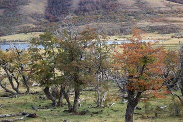 Herberg Hostería Pionero