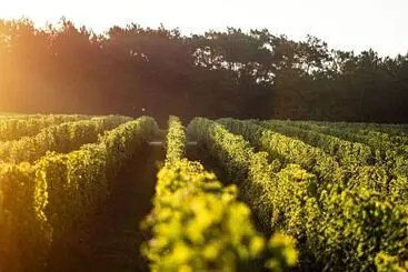 Vandenbeld Wines B&b