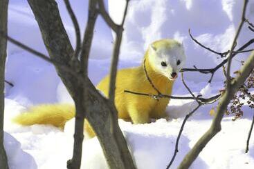 Szálloda Yachi Onsen