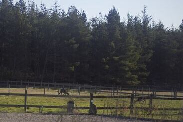 פנסיון Lildgaard