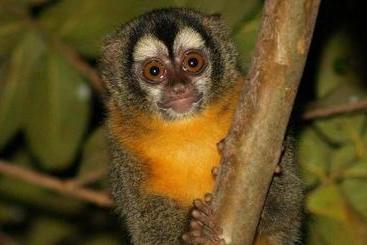 酒店 A Pousada Do Rio Mutum