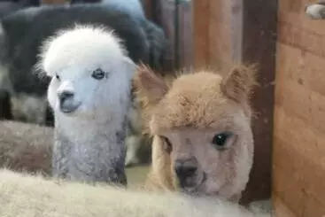 B&b Canossalpaca