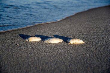 Beachy Lavallette Cottage W/ Outdoor Shower, Patio