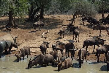 בית מלון כפרי Bushwillow Collection